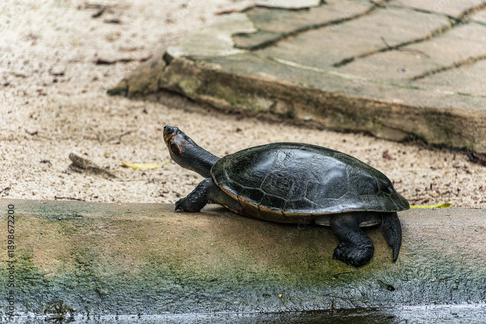 The Arrau turtle, Podocnemis expansa is the largest of the side-neck turtles in Latin America. Seen at Belem in Brazil