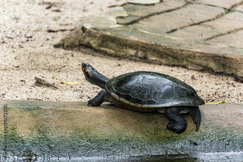 Obraz na płótnie The Arrau turtle, Podocnemis expansa is the largest of the side-neck turtles in Latin America. Seen at Belem in Brazil w salonie