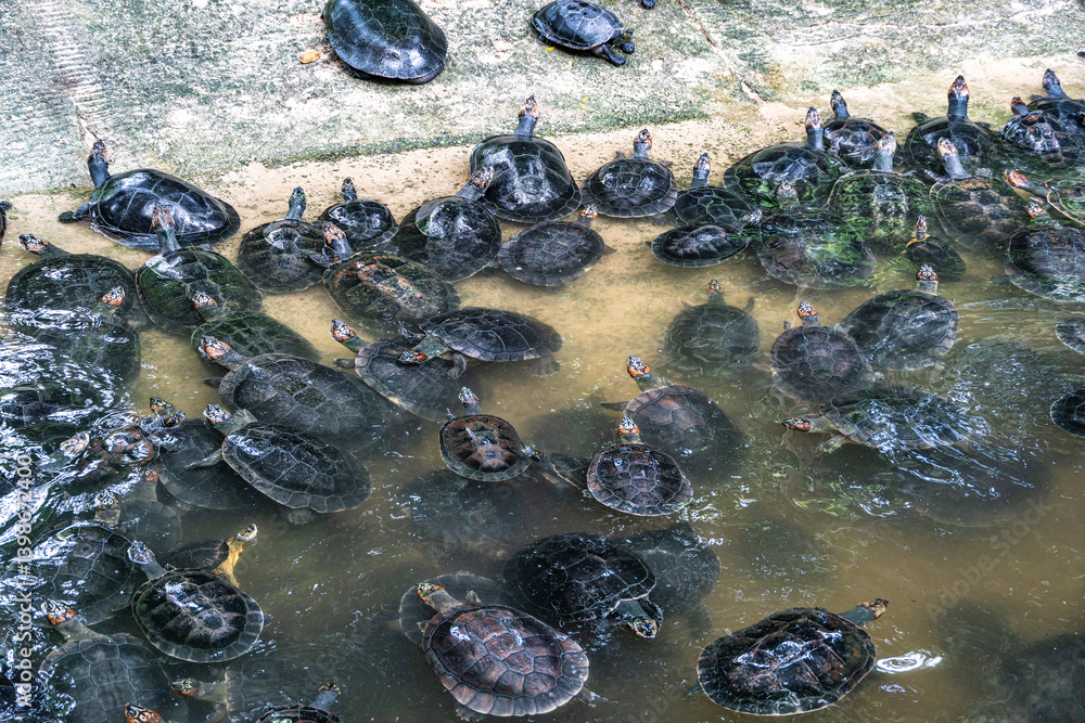 The Arrau turtle, Podocnemis expansa is the largest of the side-neck turtles in Latin America. Seen at Belem in Brazil