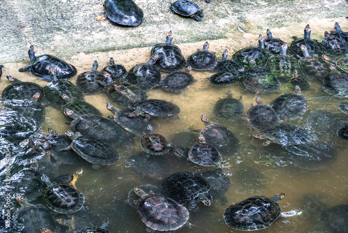Obraz na płótnie The Arrau turtle, Podocnemis expansa is the largest of the side-neck turtles in Latin America. Seen at Belem in Brazil w salonie