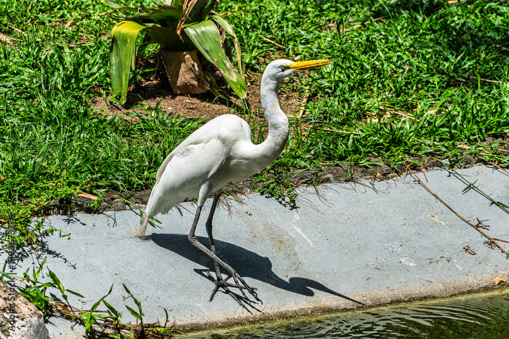 Great egret, Ardea alba at Praca Batista Campos in the city of Belem, in the state of Para, Brazil.