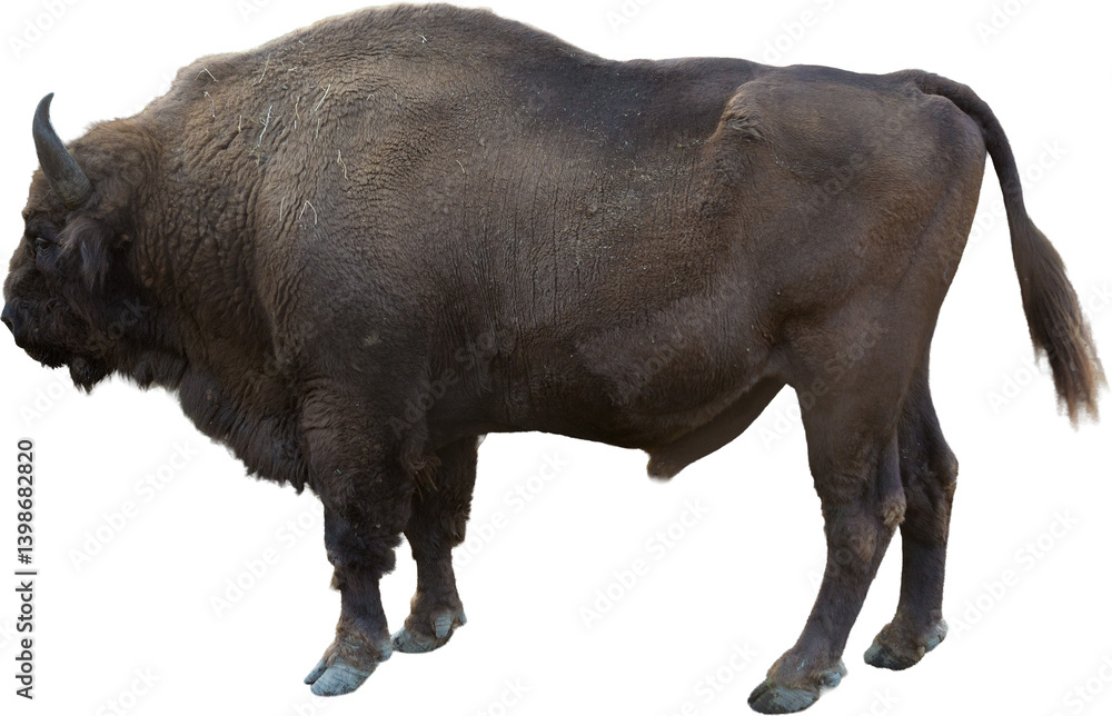 European bison - Bison bonasus .in the Moldavian reserve. European bison - Bison bonasus .in the Moldavian reserve.