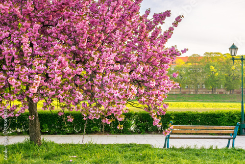 Obraz na płótnie pink cherry blossom on a sunny morning. hanami season. beautiful urban landscape of uzhhorod in spring. kanzan sakura tree near the paved walking path. bright sky w salonie