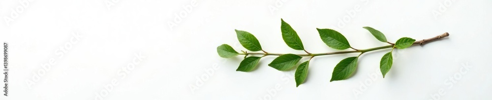 Fototapeta premium A single branch against a bright white canvas, emphasizing its texture, white background, foliage, natural fiber