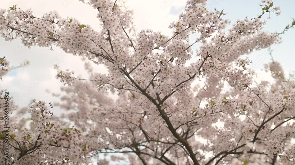 Beautiful sakura tree blossoming on spring. Beauty in nature. Tender cherry branches on sunny spring day outdoors. Close-up b-roll footage. Beautiful sakura tree blossoming on spring. Beauty in nature. Tender cherry branches on sunny spring day outdoors. Close-up b-roll footage.