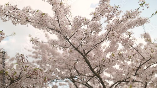 Beautiful sakura tree blossoming on spring. Beauty in nature. Tender cherry branches on sunny spring day outdoors. Close-up b-roll footage.