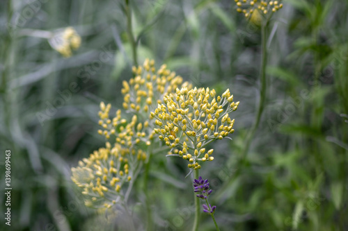 Helichrysum italicum yellow flowers in bloom with buds, bunch of flowering plant branches