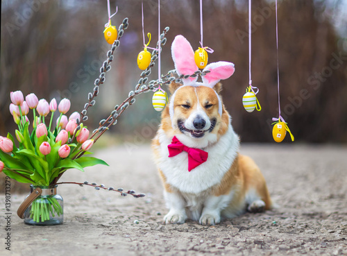 cute corgi dog wearing Easter pink bunny ears and bow tie in spring garden am...