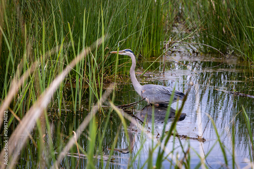 Great Blue Heron fishing in the grass at Savannah national wildlife refuge in Georgia.