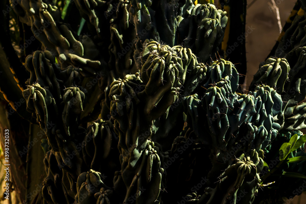 Close-up of a cactus with thorns in dark tones. Highlights the beauty of the Brazilian outback flora and plant adaptation