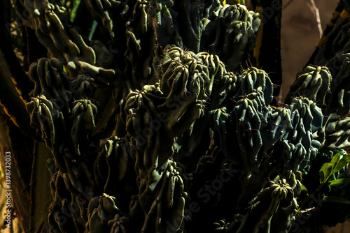 Obraz na płótnie Close-up of a cactus with thorns in dark tones. Highlights the beauty of the Brazilian outback flora and plant adaptation w salonie