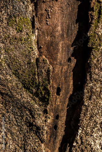 Obraz na płótnie Detailed macro shot of tree bark with moss. Earthy tones highlight texture and natural detai w salonie