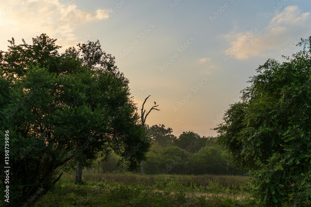 Fototapeta premium Beau Paysage à la foret de Parc national de Yala au Srilanka