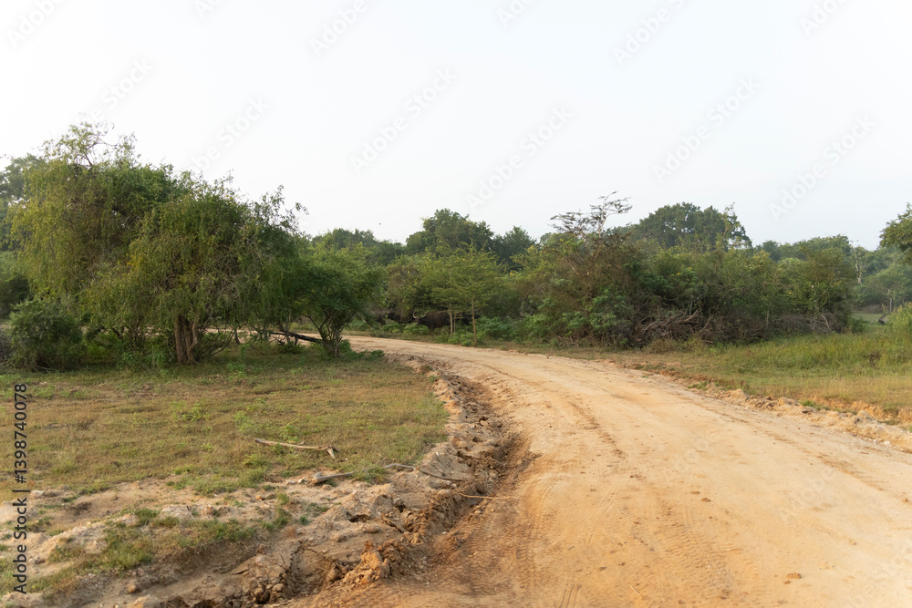 les routes dans la Foret de Yala - parc national au Srilanka les routes dans la Foret de Yala - parc national au Srilanka