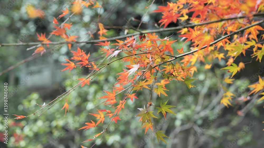 Autumn leaves in shades of yellow and green hang in a peaceful and picturesque natural scene. High quality 4k footage Autumn leaves in shades of yellow and green hang in a peaceful and picturesque natural scene. High quality 4k footage