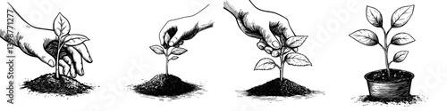 Growing a plant from seedling to pot in four steps for nurturing home gardening