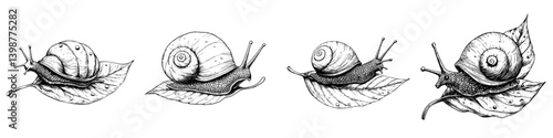 Snails moving slowly across green leaves in detailed black and white illustration showcasing garden life