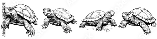 Detailed black and white illustrations of tortoises in various poses showcasing their distinct features and textures
