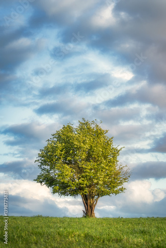 Obraz na płótnie A solitary tree stands on a lush green hill against a backdrop of dynamic clouds, capturing the essence of natures beauty, Tipperary, Ireland w salonie
