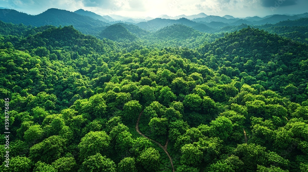 Fototapeta premium Cardamom thrives in South India's lush hills with winding narrow paths