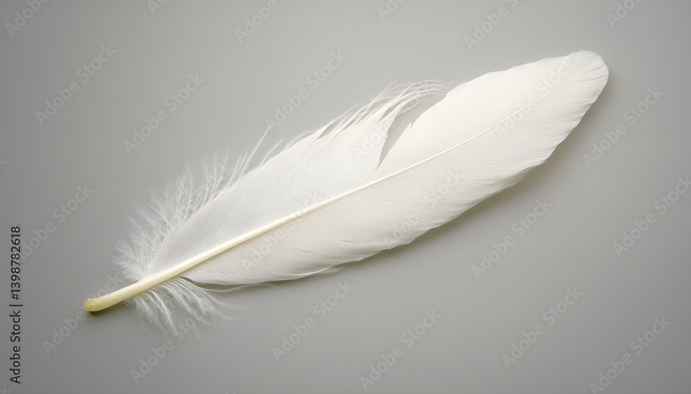 One white feather on a light gray background, close-up One white feather on a light gray background, close-up