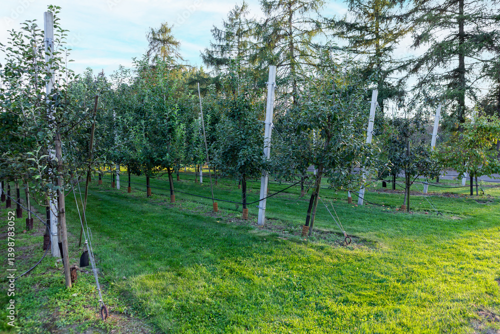 Obraz premium Apple orchard in late afternoon light showing neat rows of trees and green grass