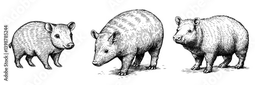 Illustration of three different species of wombats in a natural setting showcasing their unique features and characteristics