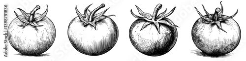 Different stages of tomato illustration showcasing the fruit&#39;s texture and shapes in a vintage style