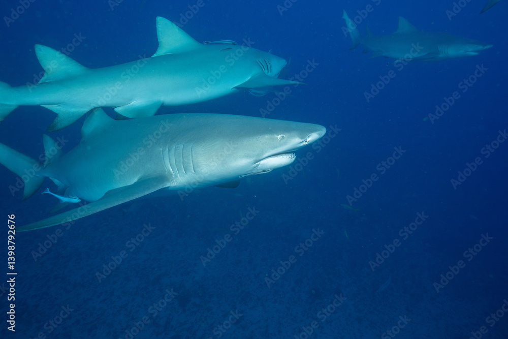 Fototapeta premium Three lemon sharks on ocean floor
