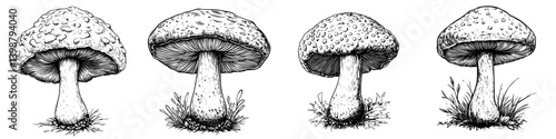 Variety of hand-drawn mushrooms showcasing different shapes and textures on a white background