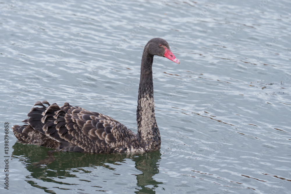 Obraz premium black swan on the river itchen at riverside park