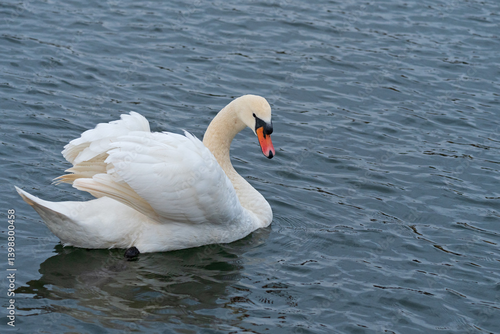 white swan on the river itchen at riverside park white swan on the river itchen at riverside park