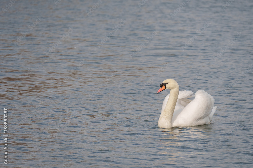 mute swan on the river itchen at riverside park southampton mute swan on the river itchen at riverside park southampton