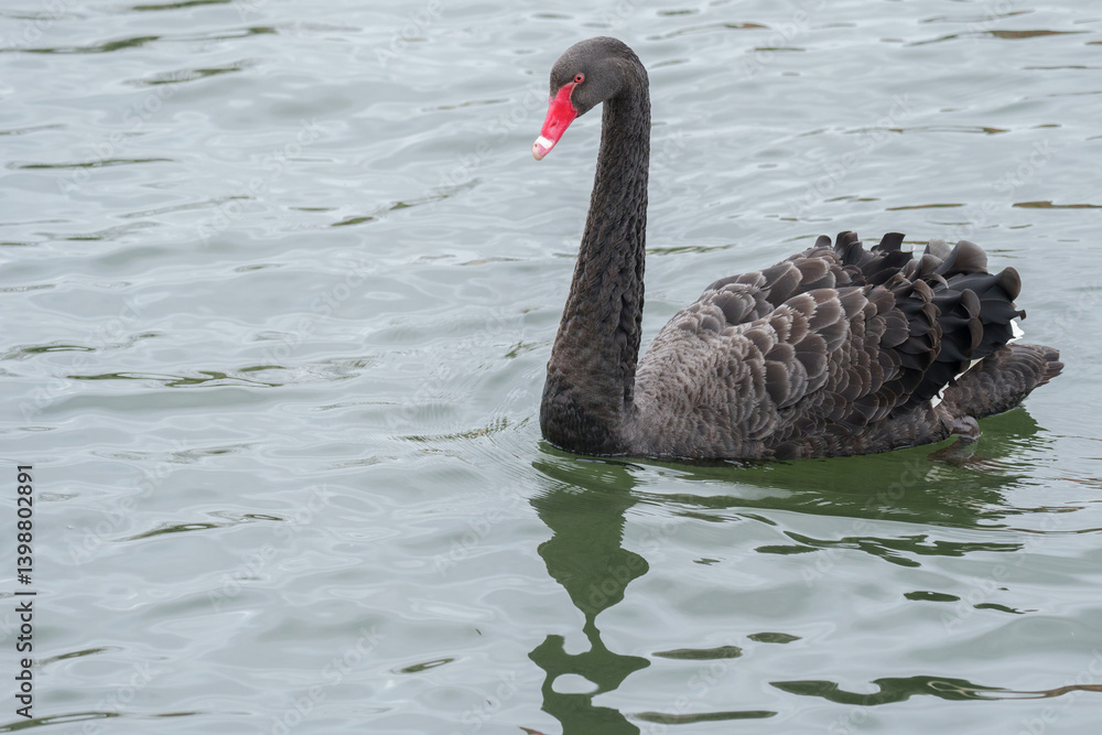 Obraz premium black swan on the river itchen, riverside park, southampton 