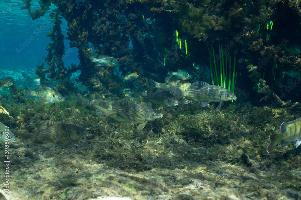 Fototapeta premium School of chubsucker at bottom of spring