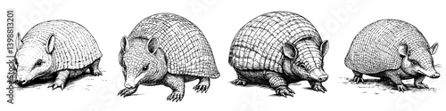 Illustrations of Various Armadillo Species in Natural Stance on White Background