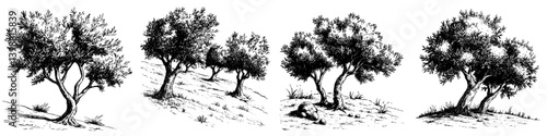 Detailed black and white illustration of olive trees showcasing different shapes and growth patterns on a hillside