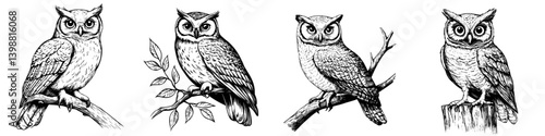 Detailed illustrations of owls perched on branches, showcasing their unique features and expressions in black and white