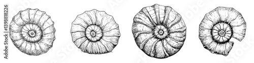 Various detailed illustrations of ammonite fossils showcasing distinct spiral shapes and patterns