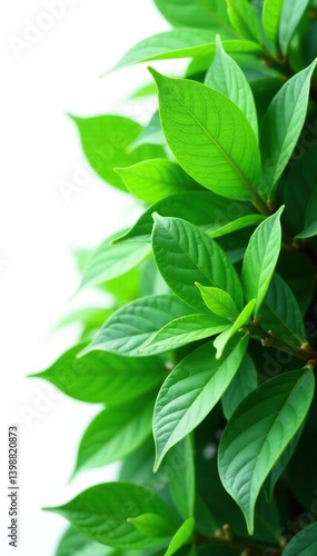 Wallpaper Mural Leafy green foliage isolated on white background, simple, foliage Torontodigital.ca