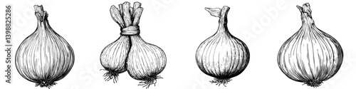 Onions at different stages of growth and preparation illustrated in a vintage style showing their versatility in cooking and gardening
