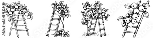 Ladders supporting apple trees in a garden during harvest season with ripe apples ready for picking