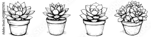 Succulent plants in clay pots displayed in a minimalist style for home decor inspiration