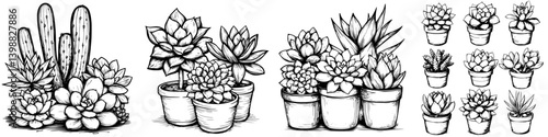 Various succulent plants and cacti arranged in pots showcasing their unique shapes and forms in a detailed black and white illustration