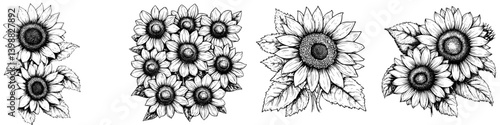 Sunflowers depicted in intricate black and white sketches showing various arrangements and details