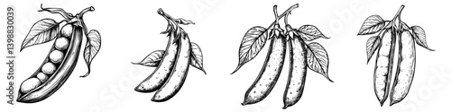 Detailed illustration of pea pods showcasing different stages of growth and development in a garden setting