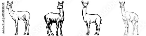 Detailed illustrations of four llamas showcasing various postures and features in a simple, clear style