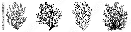 Intricate line art of various seaweed species showcasing marine biodiversity