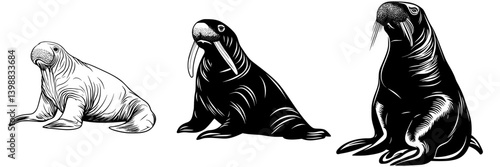 Three distinct walruses displayed in various poses highlighting their unique features and characteristics