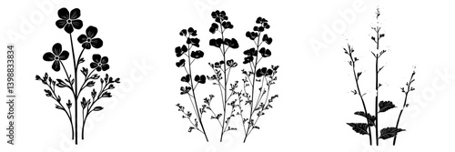 Botanical illustrations of flower clusters showcasing different plant species in natural shapes and forms